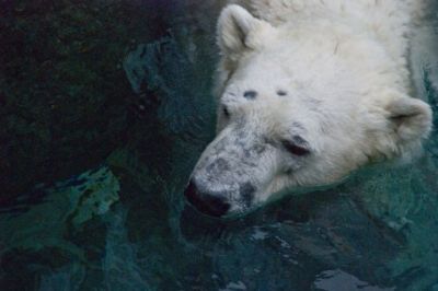 北極の食ブログ